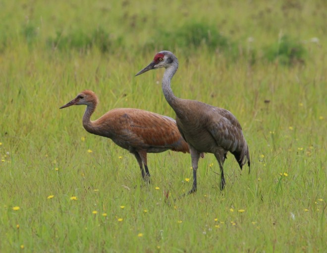 Swans, geese, and cranes at Creamers late August